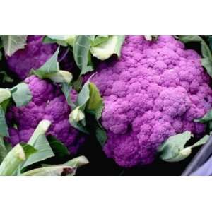   Queen Purple Cauliflower Seeds ~Rare Exotic Patio, Lawn & Garden