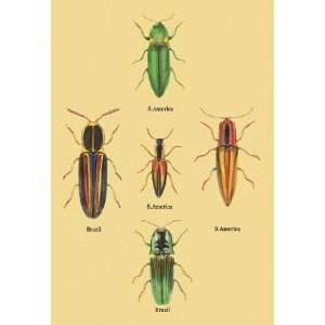  South American Beetles #2 12X18 Canvas