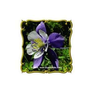  1/4 Lb   Columbine McKana Giants   Bulk Wildflower Seeds 