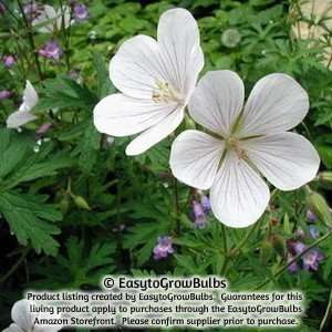  Geranium Kashmir White   3 bare root plants   #1 division 