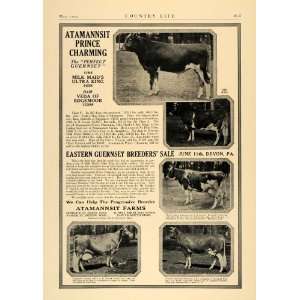  1924 Ad Atamannsit Farm Guernsey Cow Sale George Amant 