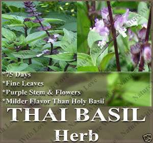 Basil seeds   THAILAND THAI SPICY BASIL~ 1,000+ ~BULK~~  