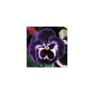  Pansy Parks Whopper Purple Seeds Patio, Lawn & Garden