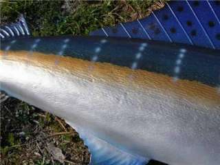 XL SAILFISH fish Replica MOUNT   BEAUTIFUL COLORS 6FT/ 72 inches 