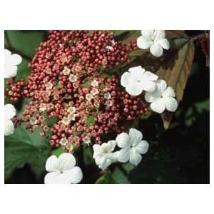  VIBURNUM ONONDAGA / 1 gallon Potted: Patio, Lawn 