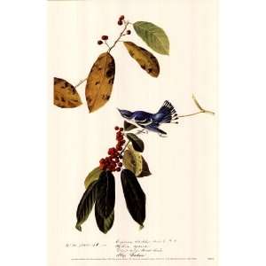  Cerulean Warbler by John Woodhouse Audubon 11x17 Kitchen 