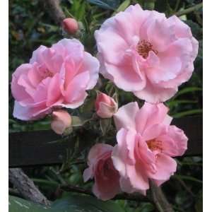  Bonica Rose Seeds Packet: Patio, Lawn & Garden