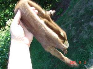 Mink wild pelt tanned cabin fur trap hide skin w/ 4 ft  
