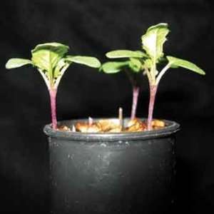  Brassica rapa (Wisconsin Fast Plants(r)), Standard Seed 