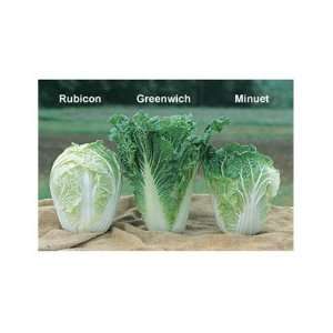  Davids Hybrid Chinese Cabbage Rubicon (Brassica rapa 
