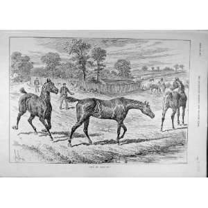  1891 Horses Field Riders Country Animal Old Print