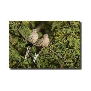  Inca Doves On A Branch Tamaulipas Mexico Giclee Print 