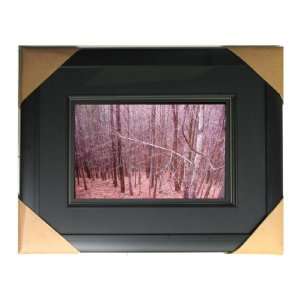   SIGNED PHOTOGRAPHY   LOOKING DOWN WITH TALL TREES IN THE MOUNTAINS