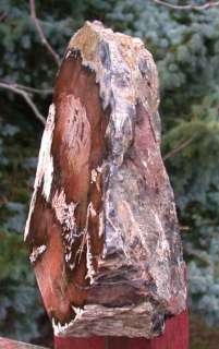 SiS: HUGE 15# Swartz Canyon Oak Petrified Wood Stand up!!  