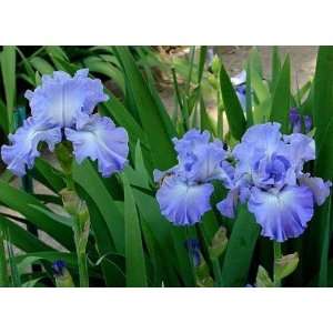  Sea Swells German Bearded Iris Patio, Lawn & Garden