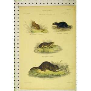  Dormouse Black Rat Lemming Common Beaver C1850 Print: Home 