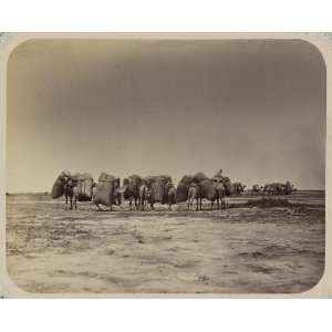  Caravan,camels,horses,travel,Syr Darya oblast,c1865: Home 