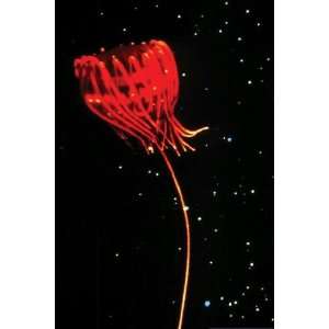  Exclusive By Buyenlarge Jellyfish of Cape Hatteras 20x30 