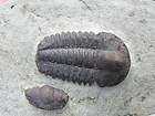 Trilobite fossil Ellipsocephalus Hoffi Cambrian SIMPLY 
