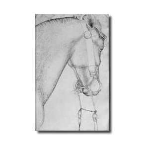  Head Of A Horse From The The Vallardi Album Giclee Print 