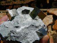 The pyrite cubes have a Brilliant Luster with a Very High Mirror Shine 