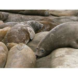  Southern Elephant Seals, Mirounga Leonina, Pile Together 