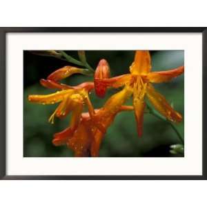  Lily Flowers, Vulcano Baru, Parque National de Amistad, Chiriqui 