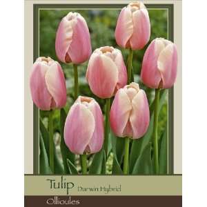   Tulip Darwin Hybrid Ollioules Pack of 50 Bulbs Patio, Lawn & Garden