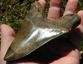   megalodon shark tooth fossils with confidence from the tooth sleuth