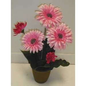  Potted Gerber Daisy Bush (pink)