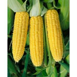  Hybrid Corn Seeds   Zea Mays   14 Grams   Approx 100 Gardening Seeds 