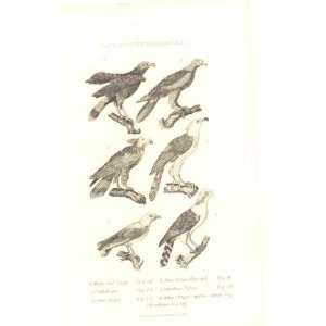  6 Eagles Buzzard Falcon C1828 Print Birds