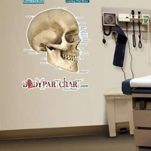 Skull Labeled Sticky Anatomy Wall Chart  Industrial 