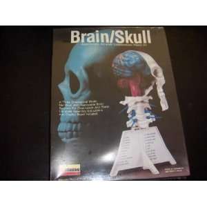  Skilcraft Brain & Skull Anatomy Kit  71335 Toys & Games
