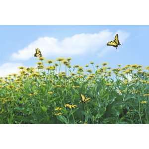  Bird & Butterfly Garden: Patio, Lawn & Garden