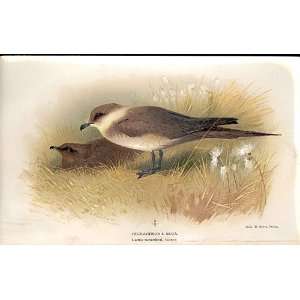  RichardsonS Skua Lilfords Birds 1885 97 By A Thorburn 