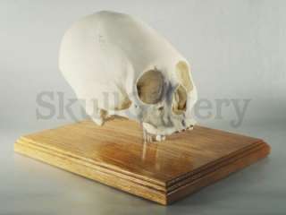 Peruvian Elongated Cranium Skull Replica Annular Deformation with 