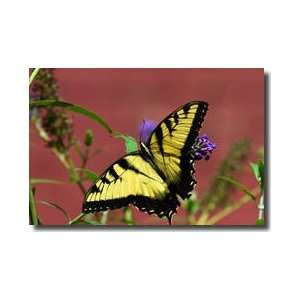  Tiger Swallowtail On A Butterfly Bush Giclee Print