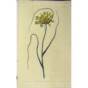 1810 Hand Coloured Flower Curtis Edwards Sansom N.1330  