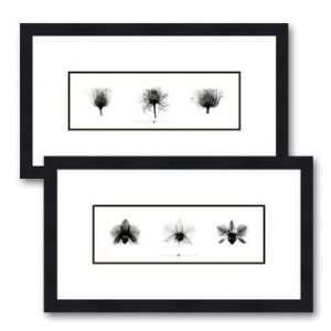    X Ray Orchid Triptych by Bert Meyers, 20x44