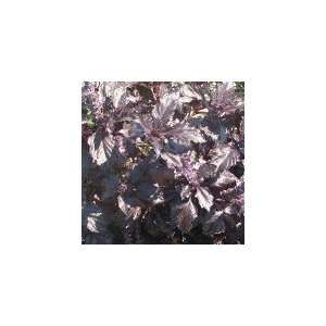  Basil Purple Dark Opal (250 Organic Seeds): Patio, Lawn 