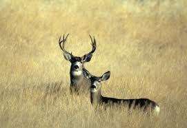 Wyoming Mule Deer Hunt  