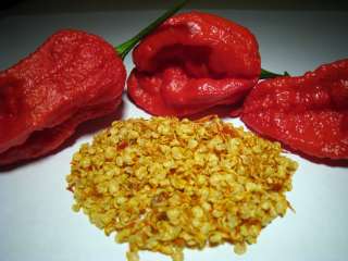  (10) Bhut Jolokia ORGANIC Ghost Chili Pepper Seeds 