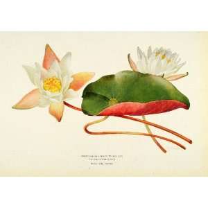   Lily Wildflower Botanical Floral Flower   Original Color Print: Home