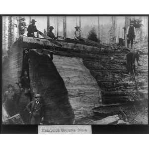   Humboldt Sequoia,Men,Saws,Axes,Giant Sequoia Log,c1905