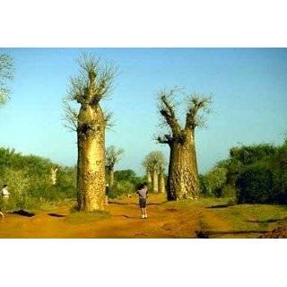 Baobob Tree 8 Seeds   Monkey Bread Tree   Adamsonia
