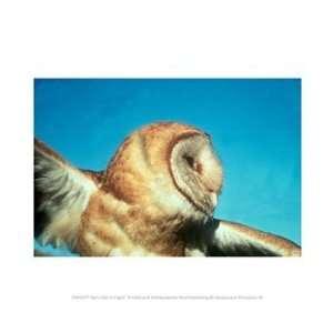  Barn Owl In Flight 10.00 x 8.00 Poster Print