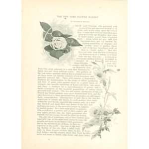  1889 New York Flower Market illustrated 