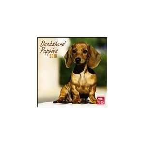  Dachshund Puppies 2010 Wall Calendar: Office Products