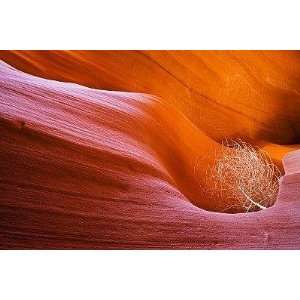 Usa Arizona Lower Antelope Canyon Tumbleweed (salsola Tragus)   Peel 